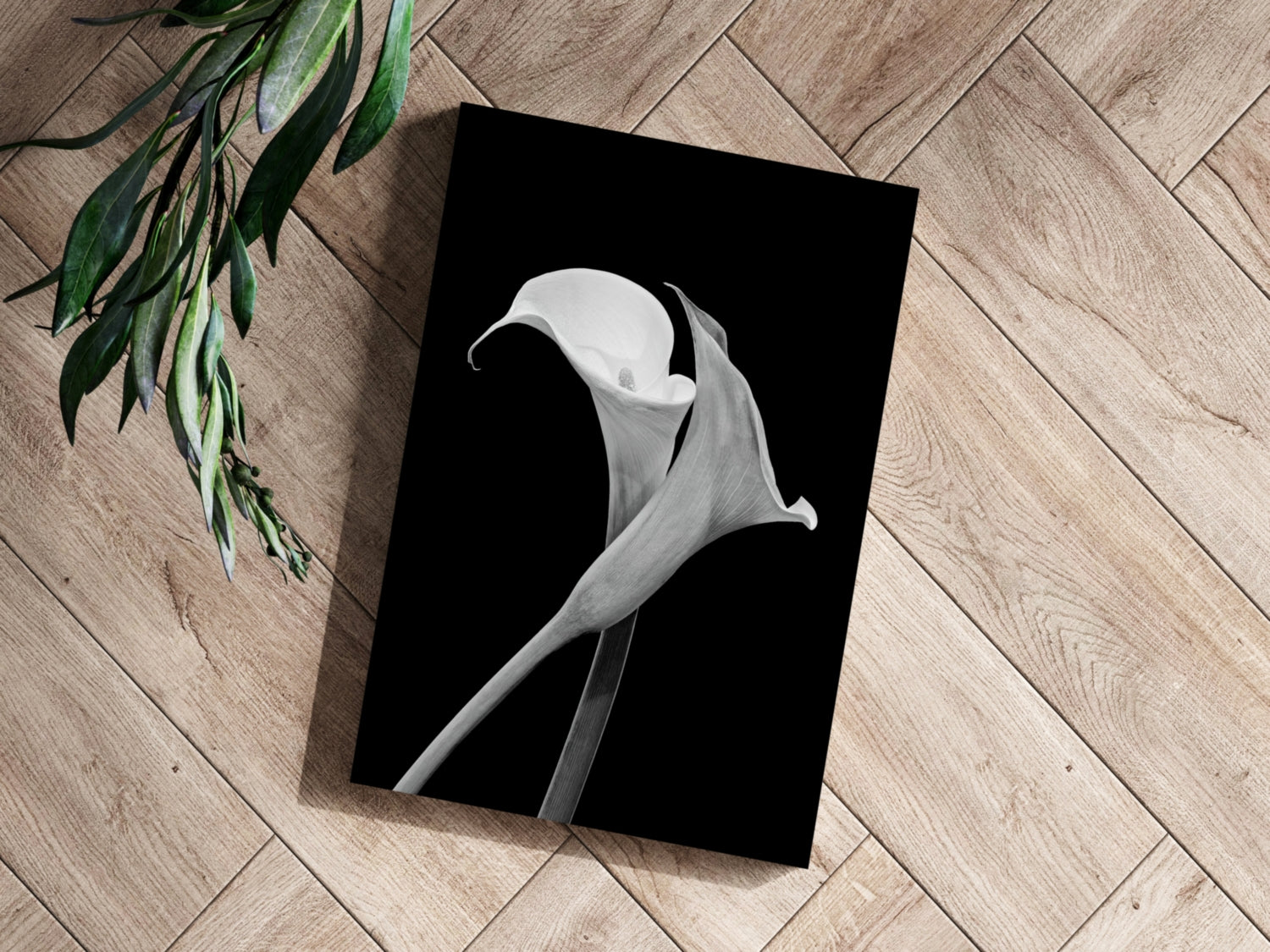 Lilly Flower Aluminum Print.