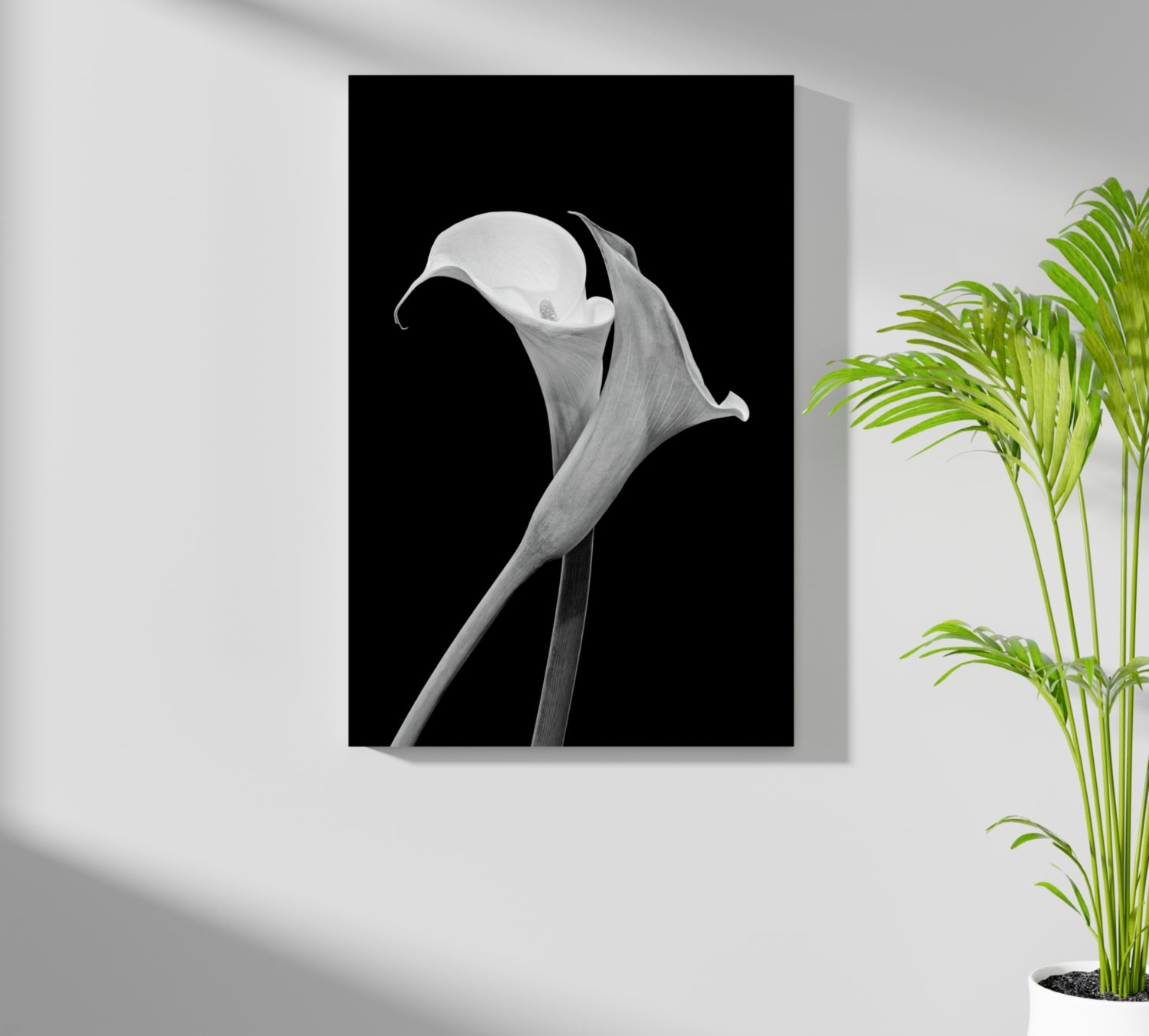 Lilly Flower Aluminum Print.