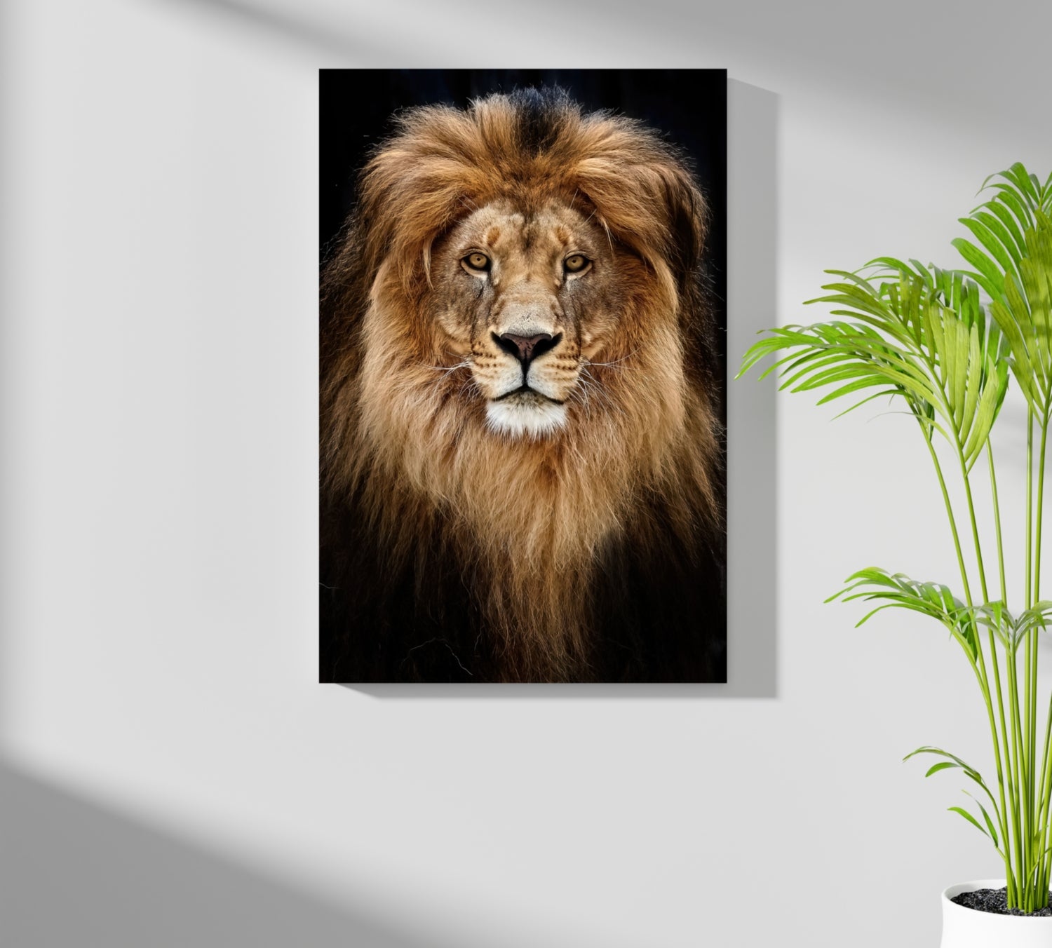 Lion Aluminum Print.