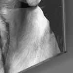 Tender Weimaraner panel catching window light to reveal its tactile velvet