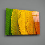 Autumn Leaves close-up showing emerald green transitioning to fiery orange