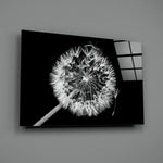 Dandelion Wish close-up showing silver seed halo against velvet black