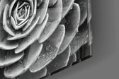 Silver Succulent panel catching window light to reveal its tactile dew