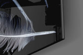 White Feathers panel catching morning light to reveal its tactile barb