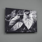 Monochrome Leaves close-up showing elephant-ear veins and dewdrops