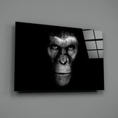 Chimp Gaze close-up showing intense chimpanzee eyes against velvet black