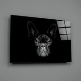 Frenchie Portrait close-up showing alert bat-ears and amber eyes