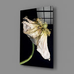 Flower close-up showing faded white poppy petals and seeded green core