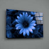 Flower close-up showing blue daisy with dewdrop petals