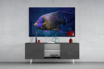 Queen Angelfish panel catching low light to reveal its underwater glow