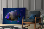 Queen Angelfish glass print enhancing a hallway with cinematic mood