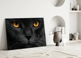 Cat close-up showing black cat with luminous amber eyes