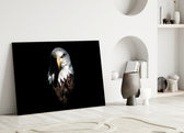 Close-up detail of bald eagle's white hood and yellow beak