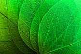 Verdant Lattice — Haptic 3D Embossed + High-Gloss Lacquer Print