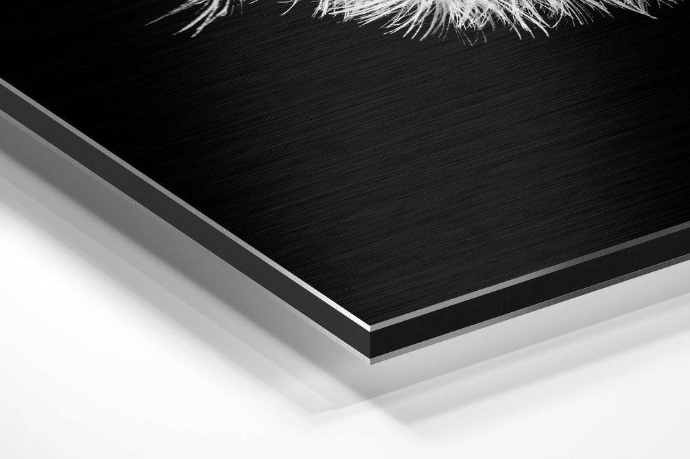 Dandelion Brushed Aluminium Dibond Wall Art.