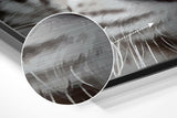 White Tiger Brushed Aluminium Dibond Wall Art.