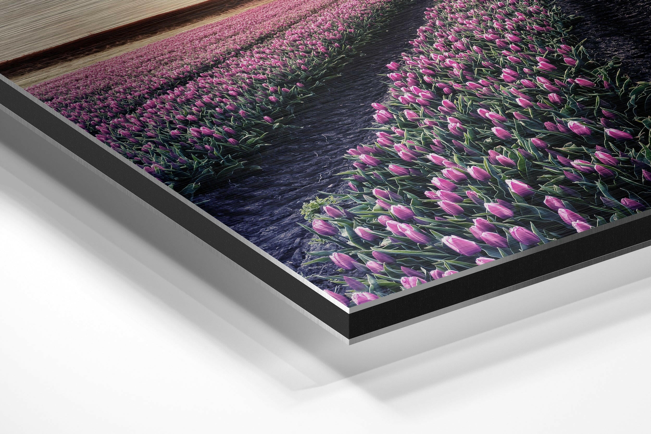 Tulip Field Brushed Aluminium Dibond Wall Art.