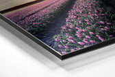 Tulip Field Brushed Aluminium Dibond Wall Art.