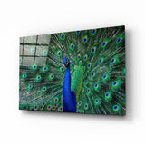 Peacock Glass Art | Insigne Art Design