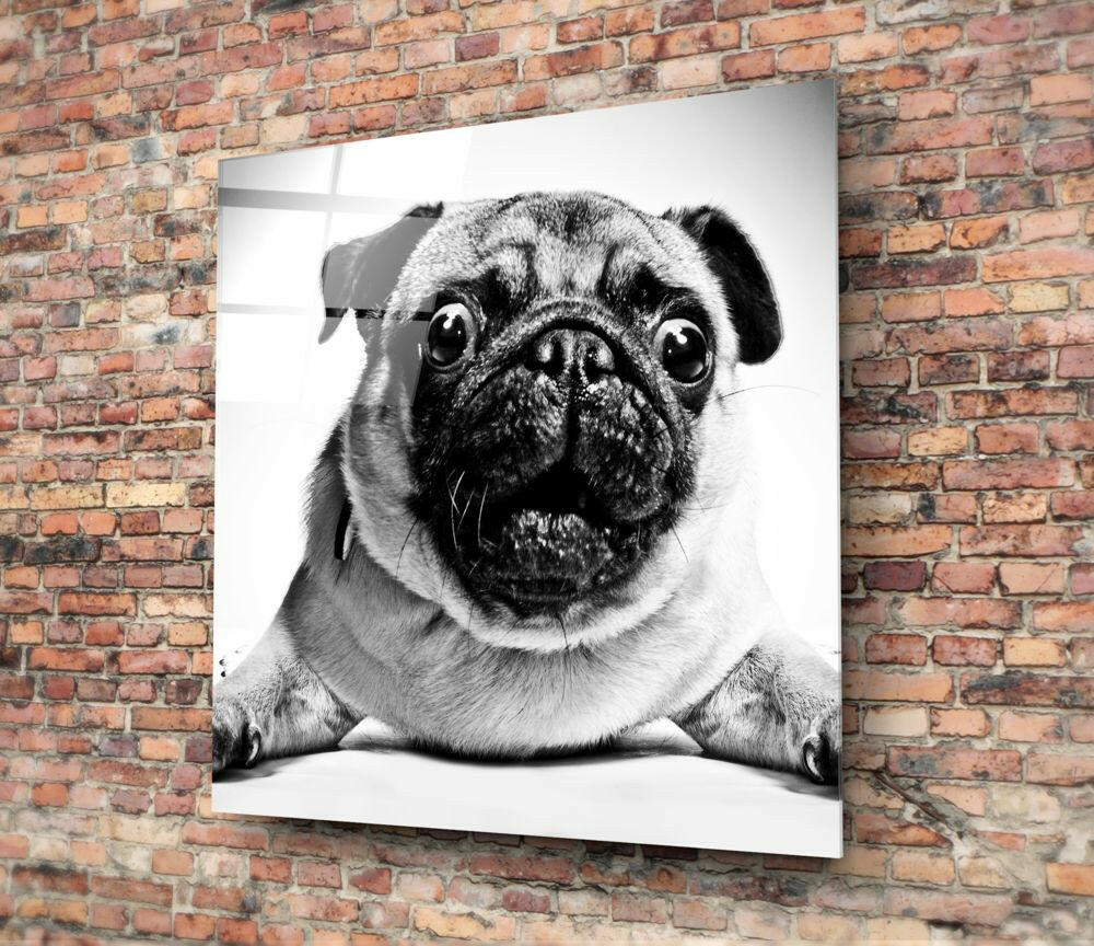 Pug Glass Wall Art.