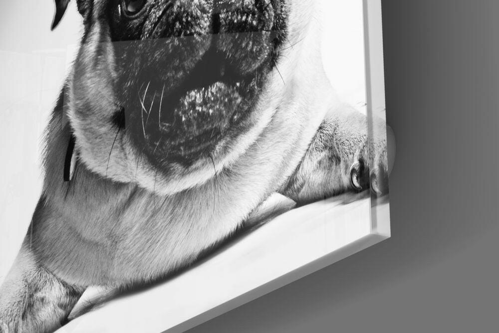 Pug Glass Wall Art.