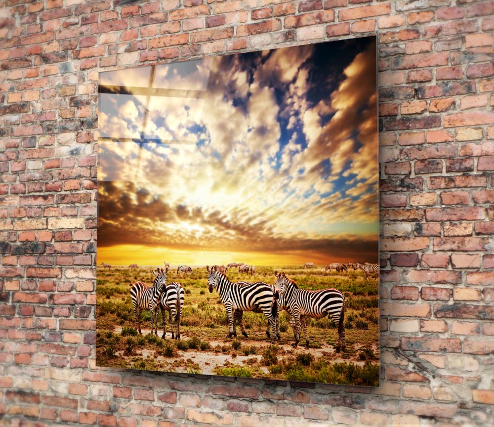 Zebras Glass Wall Art.