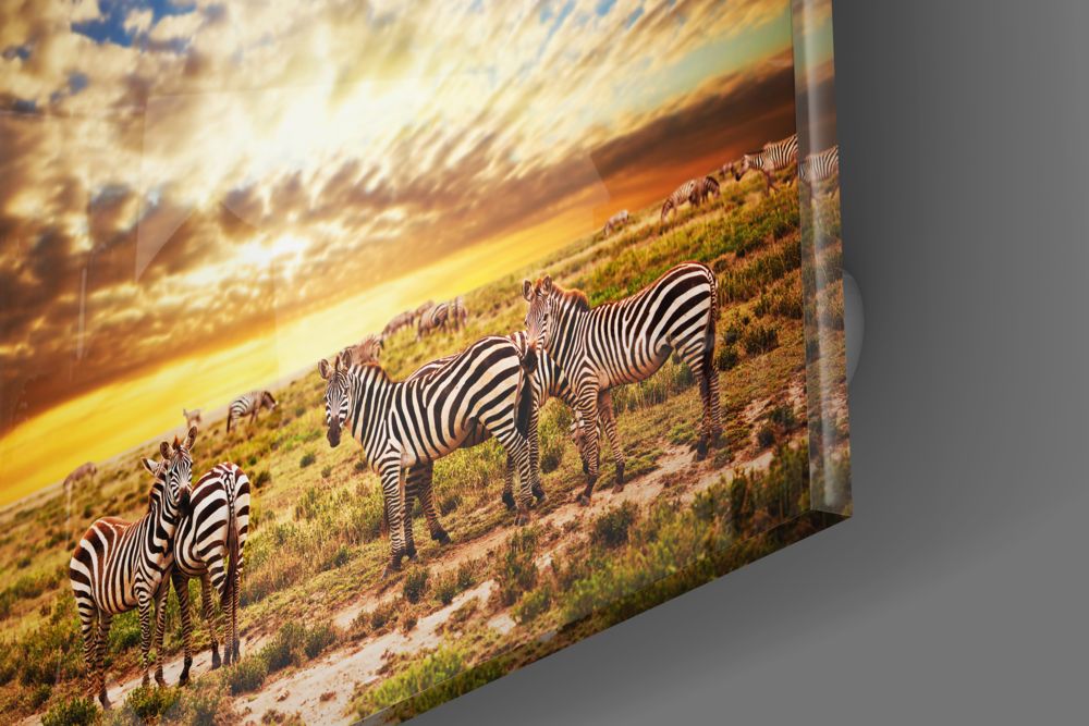 Zebras Glass Wall Art.
