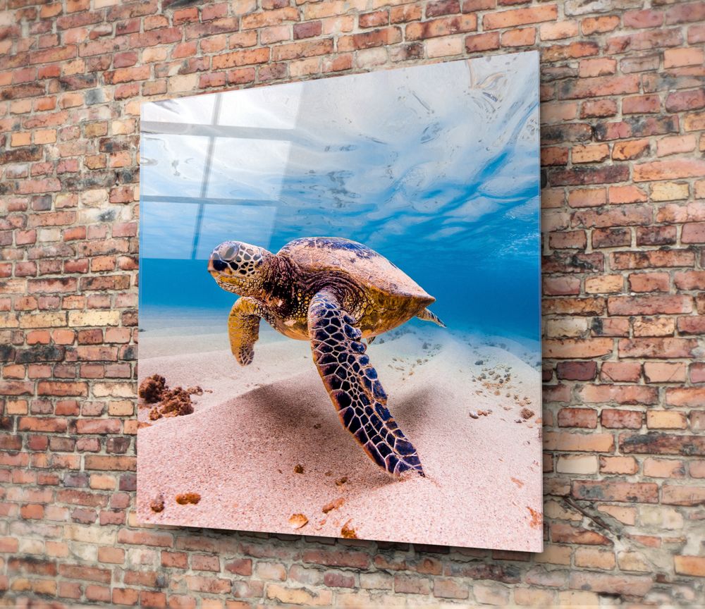 Sea Turtle Glass Wall Art.