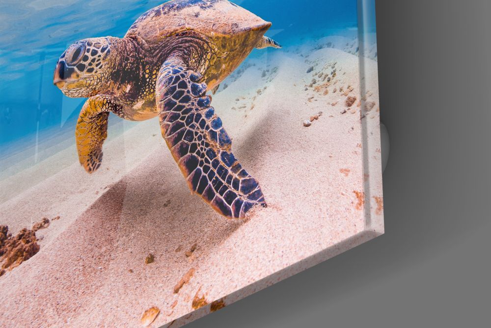 Sea Turtle Glass Wall Art.