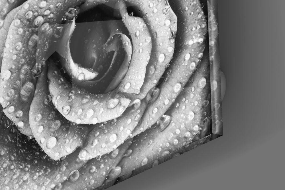 Rose Glass Wall Art.