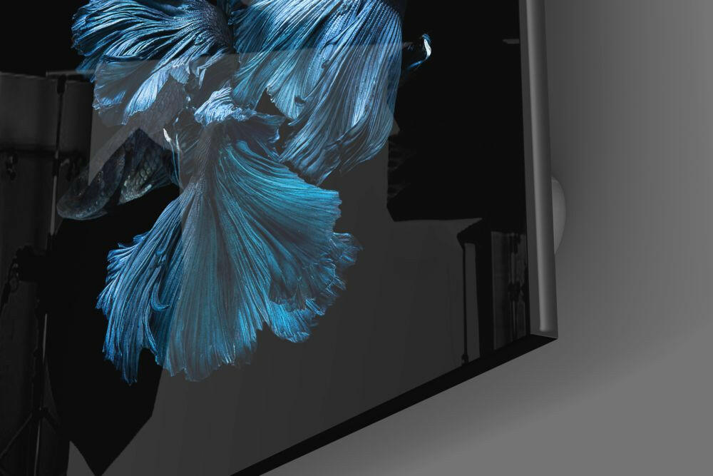 Betta Fish Glass Wall Art.