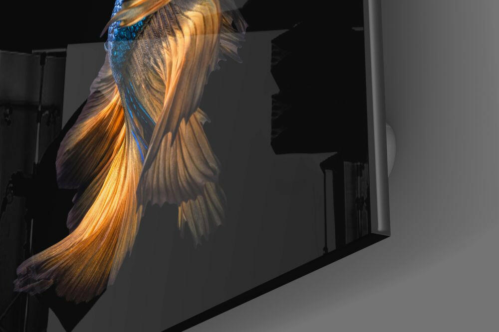 Betta Fish Glass Wall Art.