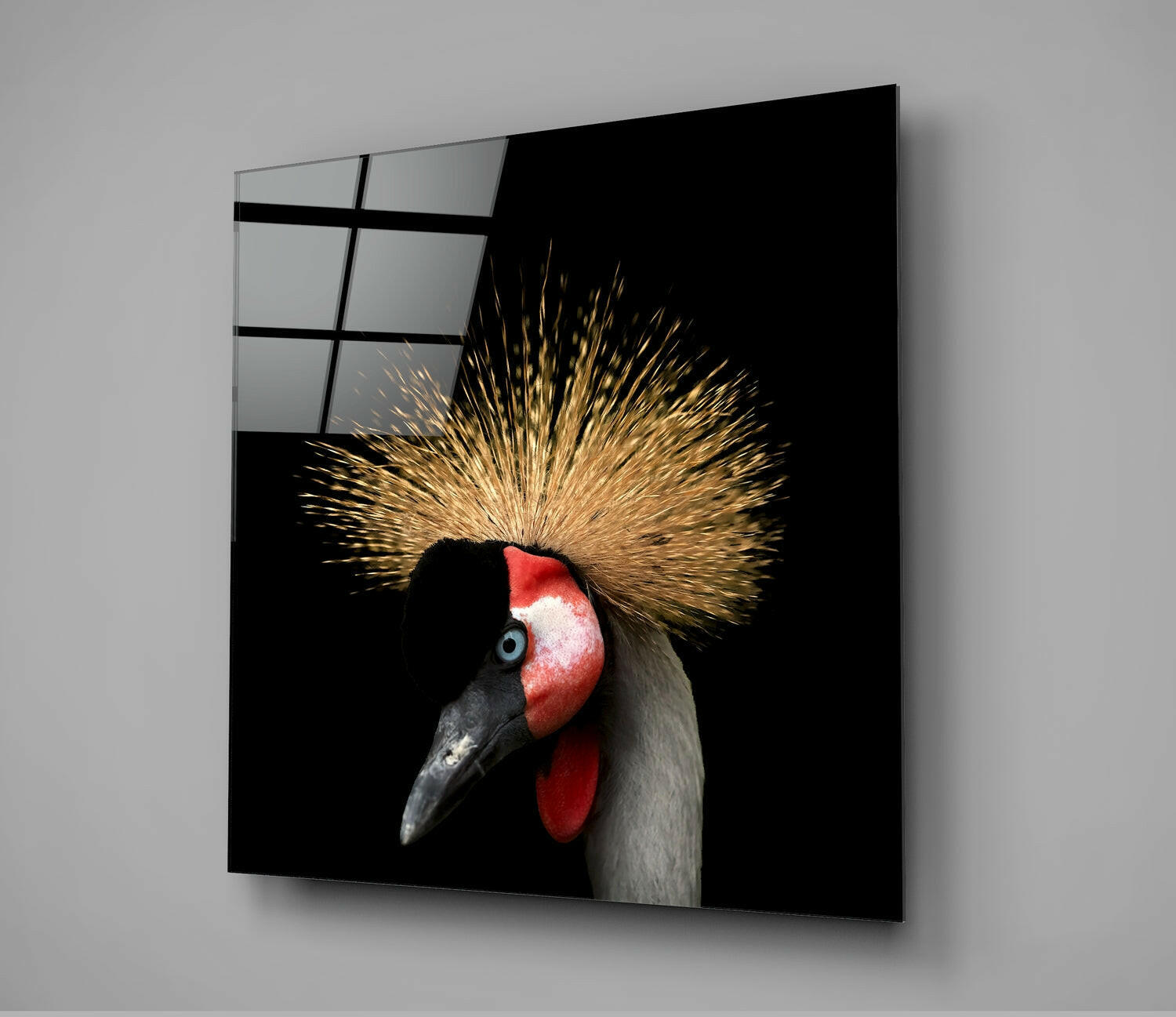 Black Crowned Crane.