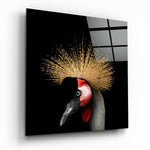 Black Crowned Crane.