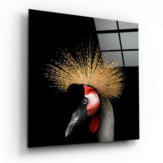 Black Crowned Crane.