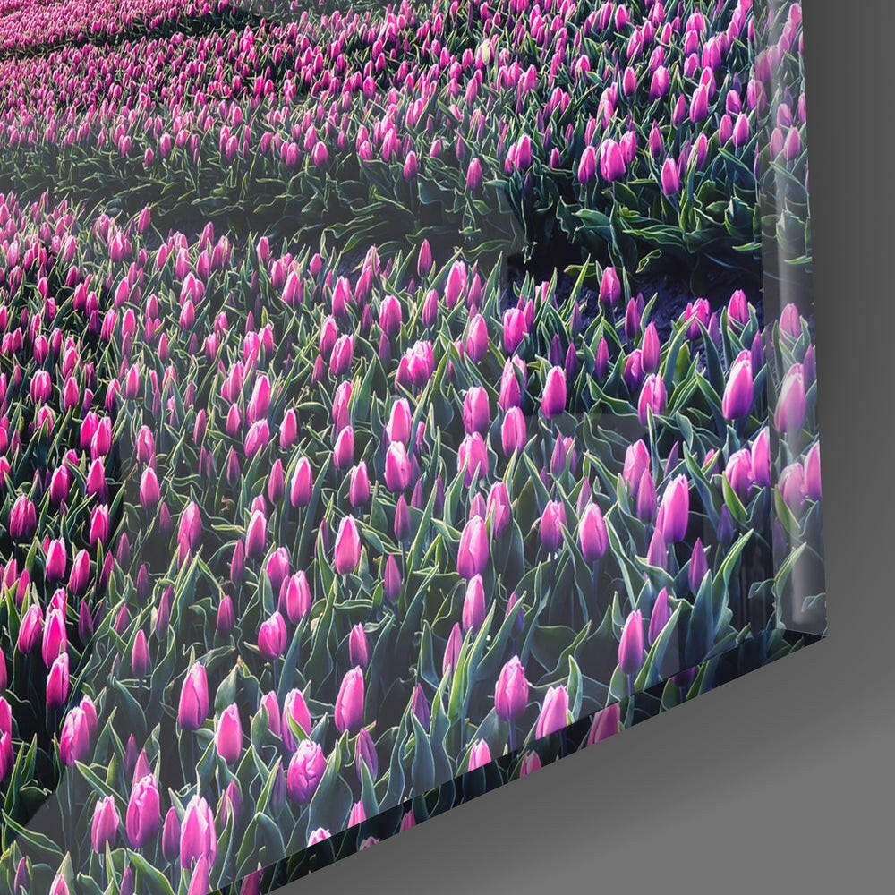 Tulip Field Glass Wall Art.