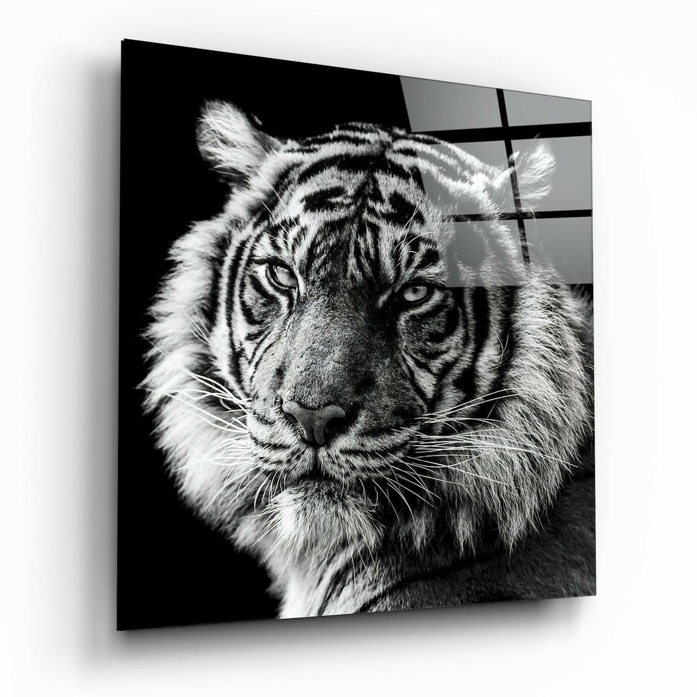 Tiger's Look Glass Wall Art | Insigne Art Design.