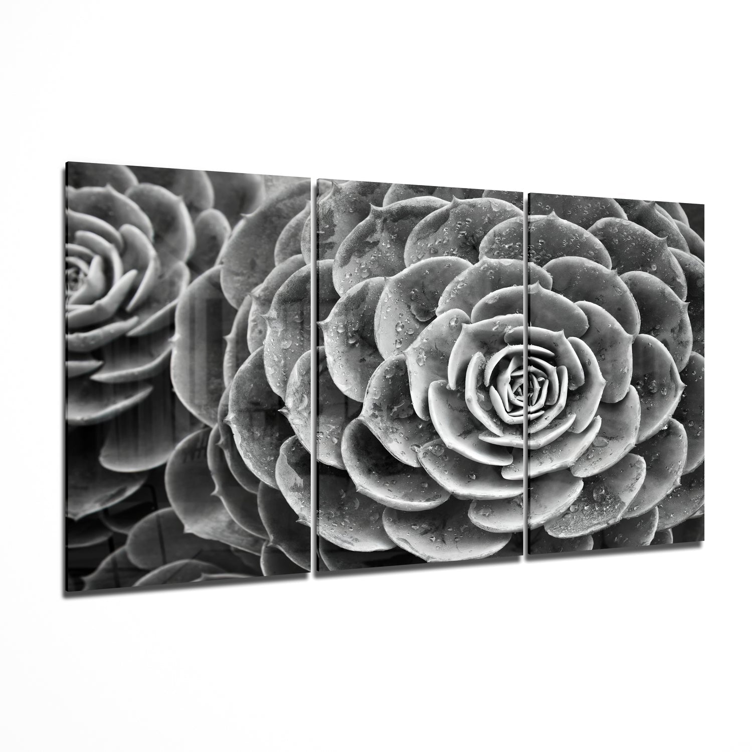 Succulent Glass Wall Art | Insigne Art Design