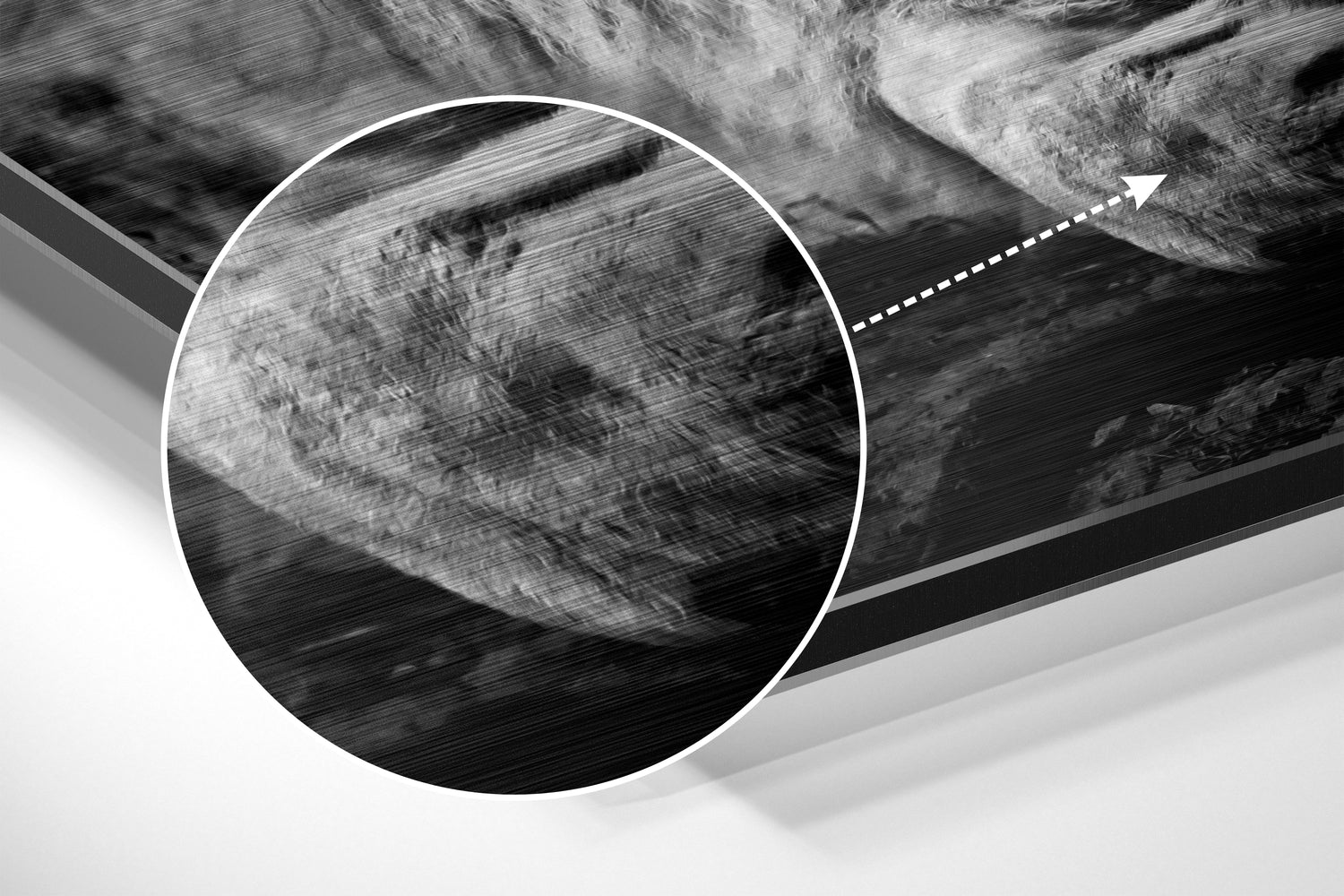 Lion Brushed Aluminium Dibond Wall Art.