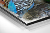 Budgies in Love Brushed Aluminium Dibond Wall Art.
