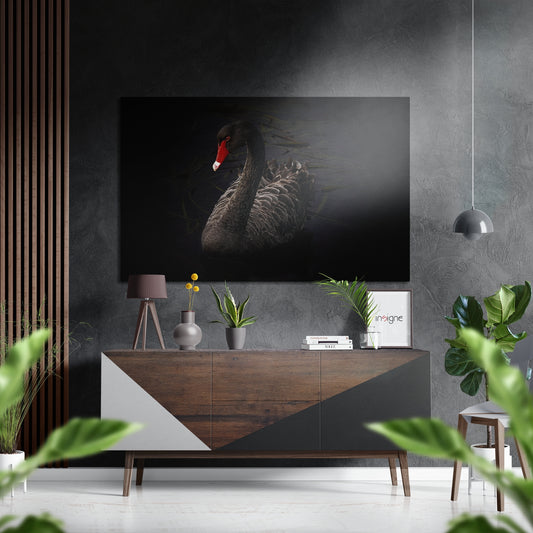 Black Swan Brushed Aluminium Dibond Wall Art.