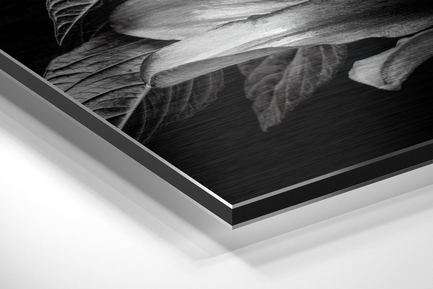 Lillium Brushed Aluminium Dibond Wall Art.