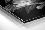 Lillium Brushed Aluminium Dibond Wall Art.