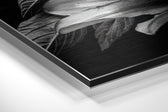 Lillium Brushed Aluminium Dibond Wall Art.