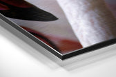 Flamingos Brushed Aluminium Dibond Wall Art.