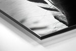 Zebra Brushed Aluminium Dibond Wall Art.