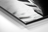Zebra Brushed Aluminium Dibond Wall Art.