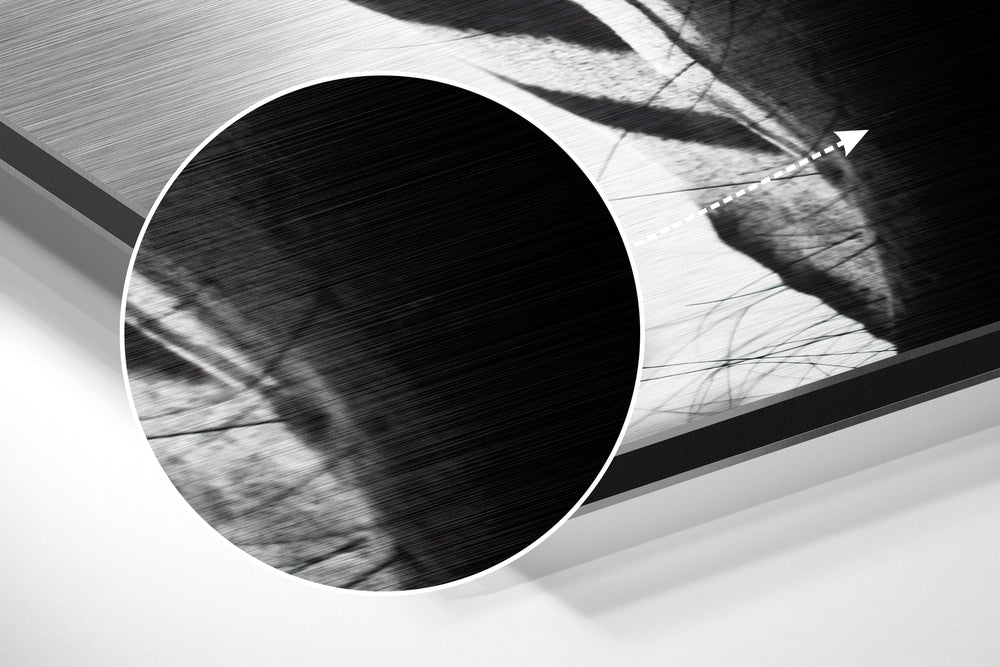 Zebra Brushed Aluminium Dibond Wall Art.