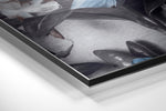 Flowers Brushed Aluminium Dibond Wall Art.
