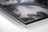 Flowers Brushed Aluminium Dibond Wall Art.